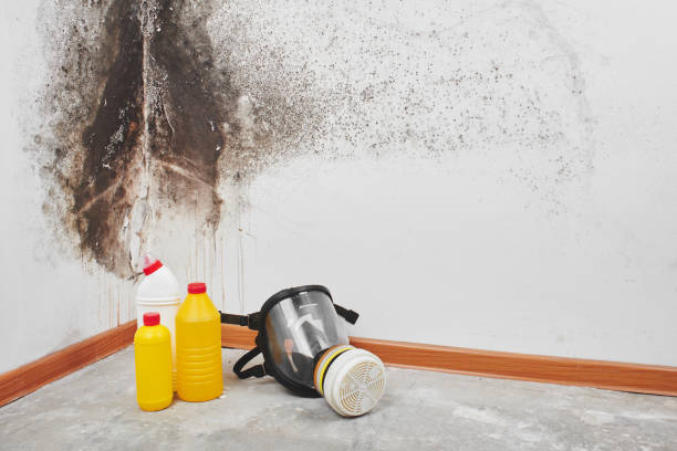 Best Mold Remediation Experts  in Fayetteville, GA