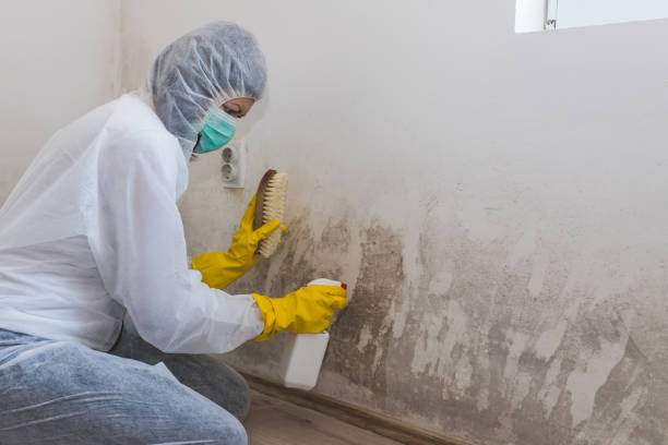 Best Certified Mold Removal  in Fayetteville, GA
