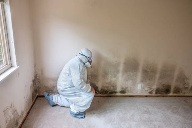 Best Mold Damage Repair  in Fayetteville, GA