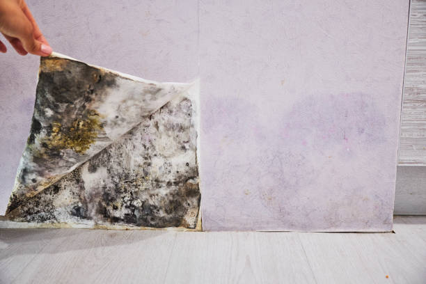 Best Crawl Space Mold Removal  in Fayetteville, GA